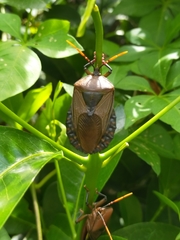 Rhoecus australasiae