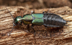 Antimerus smaragdinus