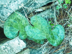 Cyclamen graecum graecum