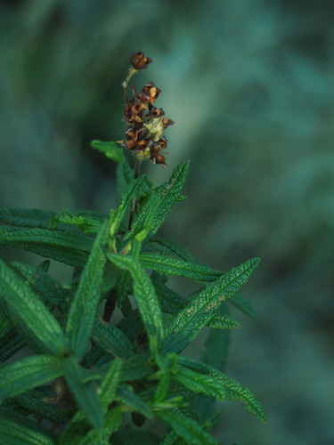 Montpelier cistus (Cistus monspeliensis)
