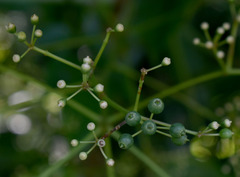 Polyscias australiana