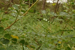 Phyllanthus gunnii