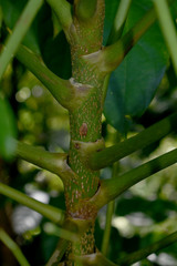 Polyscias australiana