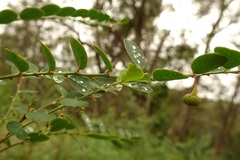 Phyllanthus gunnii