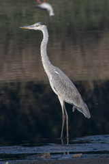 Ardea cinerea