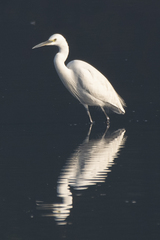 Egretta garzetta