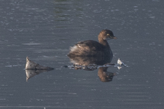Tachybaptus ruficollis