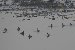 Tachybaptus ruficollis