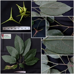 Mallotus sumatranus