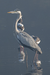 Ardea cinerea
