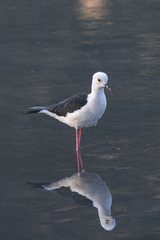 Himantopus himantopus