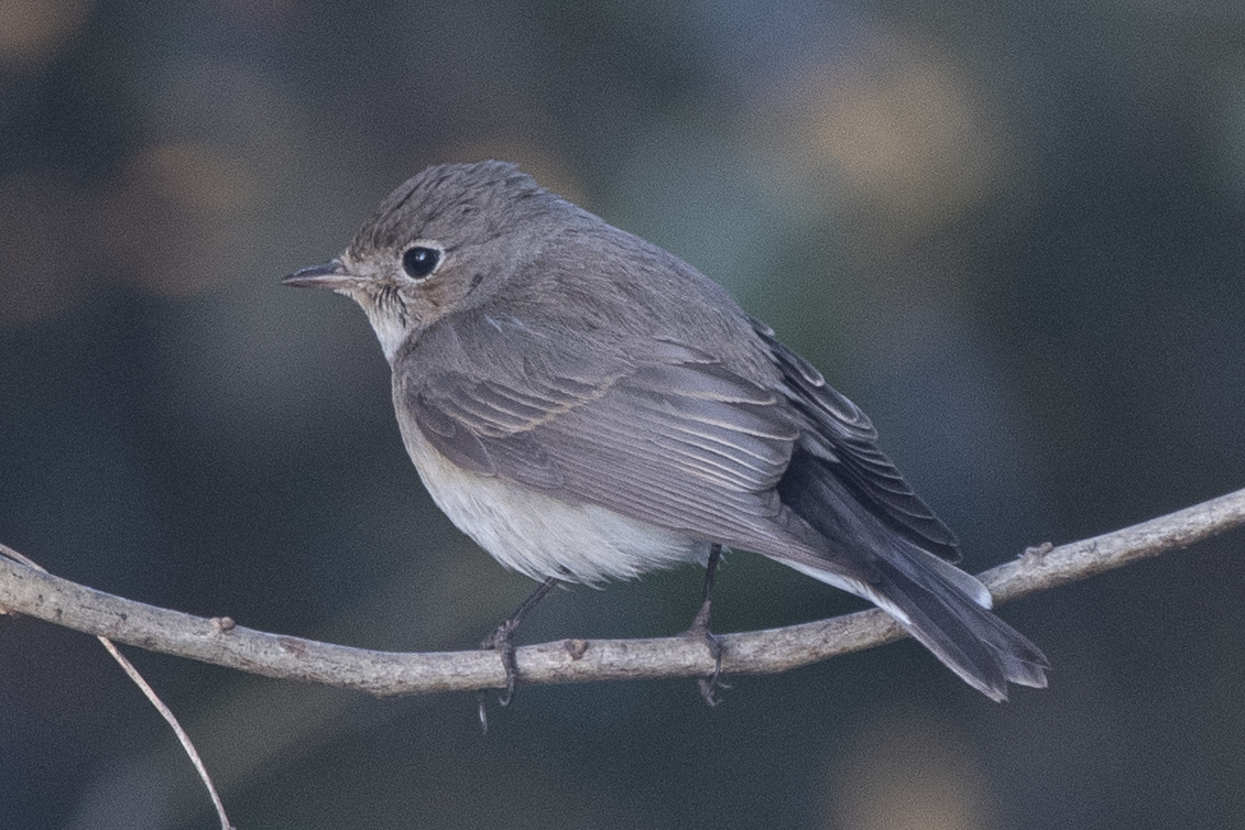 Taiga Flycatcher