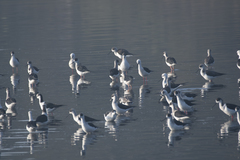 Himantopus himantopus