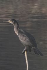 Phalacrocorax fuscicollis