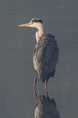 Ardea cinerea