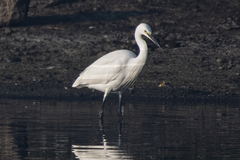Egretta garzetta