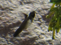 Oreotrochilus leucopleurus