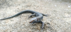 Podarcis lilfordi
