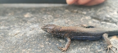 Podarcis lilfordi