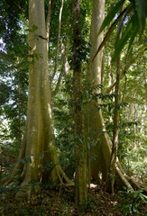 Ficus albipila