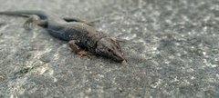 Podarcis lilfordi