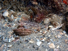 Coryphopterus dicrus