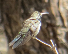 Oreotrochilus leucopleurus