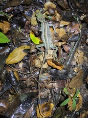 Enyalius iheringii