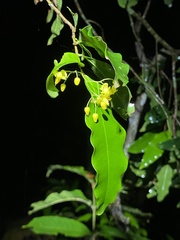 Ouratea parviflora