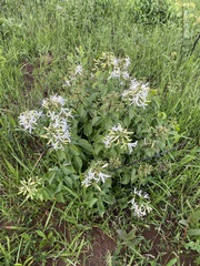 Spiranthera odoratissima