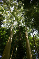 Ficus albipila