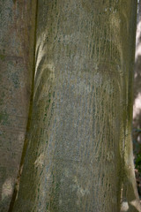 Ficus albipila