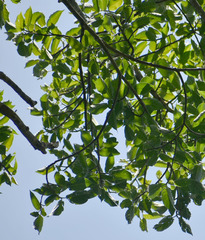 Ficus albipila