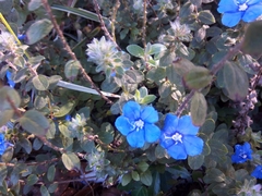 Evolvulus glomeratus