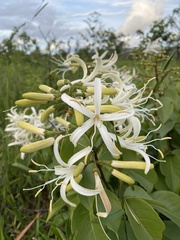 Spiranthera odoratissima