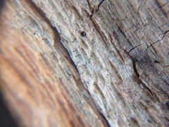 Chaenotheca xyloxena