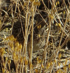 Nothoprocta cinerascens