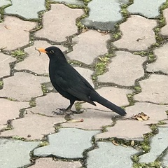 Turdus merula
