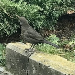 Turdus merula