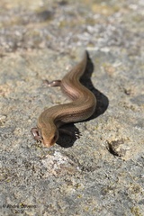 Chalcides bedriagai