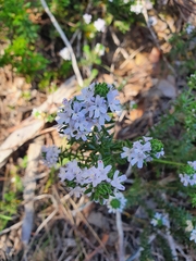Westringia senifolia