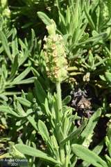 Lavandula viridis