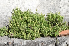 Lavandula viridis