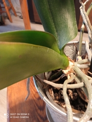 Phalaenopsis