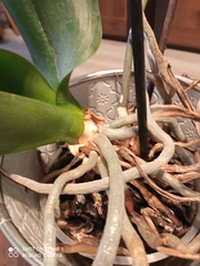 Phalaenopsis