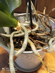 Phalaenopsis