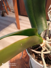 Phalaenopsis