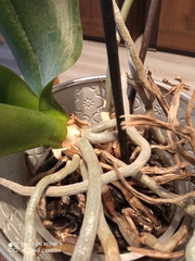 Phalaenopsis