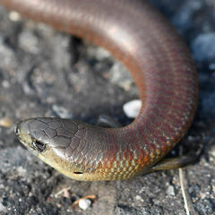 Cyclodomorphus michaeli