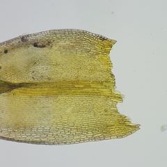 Racomitrium microcarpon